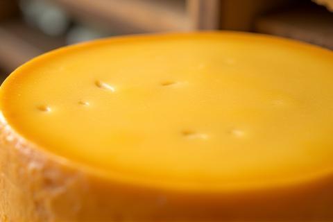Close-up of a traditional Gouda cheese wheel.